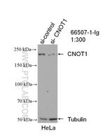 CNOT1 Antibody in Western Blot (WB)