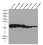 PYCR1 Antibody in Western Blot (WB)