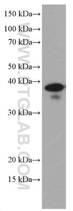 ING2 Antibody in Western Blot (WB)