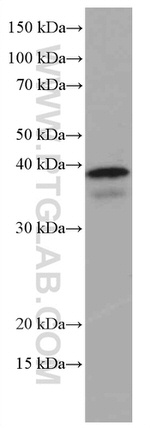 ING2 Antibody in Western Blot (WB)