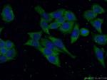 USP7 Antibody in Immunocytochemistry (ICC/IF)