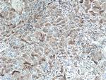 USP7 Antibody in Immunohistochemistry (Paraffin) (IHC (P))