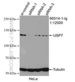 USP7 Antibody in Western Blot (WB)