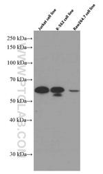 SMAD3 Antibody in Western Blot (WB)