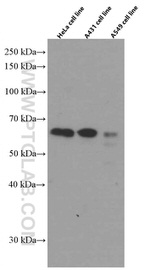 SMAD3 Antibody in Western Blot (WB)