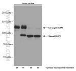 PARP1 Antibody in Western Blot (WB)