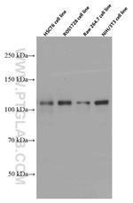 PARP1 Antibody in Western Blot (WB)