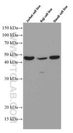 TIP47 Antibody in Western Blot (WB)