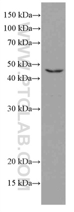 TIP47 Antibody in Western Blot (WB)