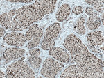 HMGB1 Antibody in Immunohistochemistry (Paraffin) (IHC (P))