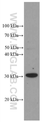 HMGB1 Antibody in Western Blot (WB)