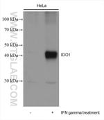 IDO1 Antibody in Western Blot (WB)