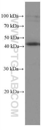 IDO1 Antibody in Western Blot (WB)