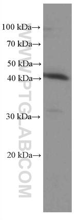 IDO1 Antibody in Western Blot (WB)