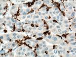 FCGR2A / CD32a Antibody in Immunohistochemistry (Paraffin) (IHC (P))