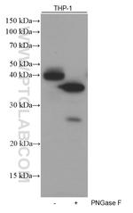 FCGR2A / CD32a Antibody in Western Blot (WB)