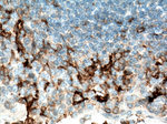 FCGR2A / CD32a Antibody in Immunohistochemistry (Paraffin) (IHC (P))