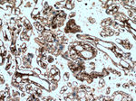 HLA-E Antibody in Immunohistochemistry (Paraffin) (IHC (P))