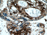 HLA-E Antibody in Immunohistochemistry (Paraffin) (IHC (P))