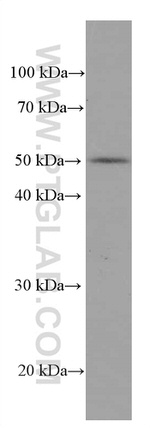 ACOT9 Antibody in Western Blot (WB)