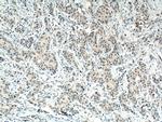 AMPK alpha Antibody in Immunohistochemistry (Paraffin) (IHC (P))