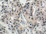 AMPK alpha Antibody in Immunohistochemistry (Paraffin) (IHC (P))