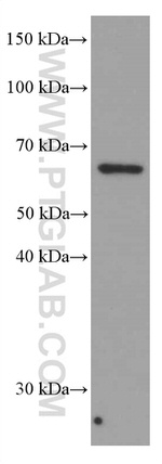 AMPK alpha Antibody in Western Blot (WB)