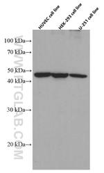 EXOC3L2 Antibody in Western Blot (WB)