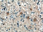 SEPT7 Antibody in Immunohistochemistry (Paraffin) (IHC (P))