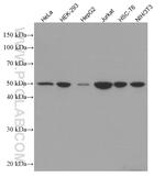 SEPT7 Antibody in Western Blot (WB)