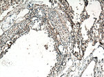 SEPT7 Antibody in Immunohistochemistry (Paraffin) (IHC (P))