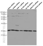 TWIST2 Antibody in Western Blot (WB)