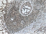 TWIST2 Antibody in Immunohistochemistry (Paraffin) (IHC (P))