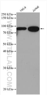 STAT1 Antibody in Western Blot (WB)