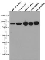 STAT1 Antibody in Western Blot (WB)