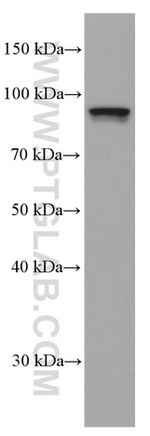 STAT1 Antibody in Western Blot (WB)