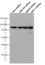 XRCC5 Antibody in Western Blot (WB)