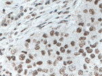 XRCC5 Antibody in Immunohistochemistry (Paraffin) (IHC (P))