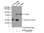 FMR1 Antibody in Immunoprecipitation (IP)