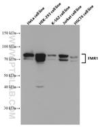 FMR1 Antibody in Western Blot (WB)