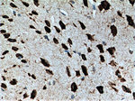 FMR1 Antibody in Immunohistochemistry (Paraffin) (IHC (P))