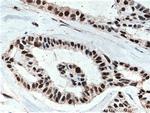 HuR Antibody in Immunohistochemistry (Paraffin) (IHC (P))