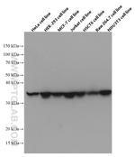 HuR Antibody in Western Blot (WB)