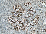 HuR Antibody in Immunohistochemistry (Paraffin) (IHC (P))