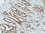 HuR Antibody in Immunohistochemistry (Paraffin) (IHC (P))