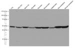 ARC Antibody in Western Blot (WB)