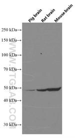 ARC Antibody in Western Blot (WB)