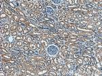 YME1L1 Antibody in Immunohistochemistry (Paraffin) (IHC (P))