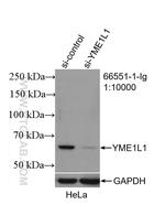 YME1L1 Antibody in Western Blot (WB)