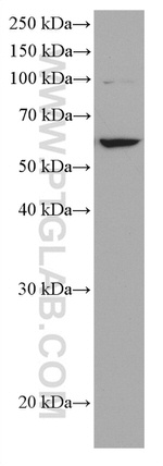 YME1L1 Antibody in Western Blot (WB)